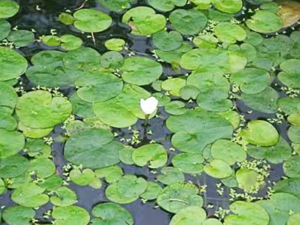 浮叶水生植物主要在浅水中生长